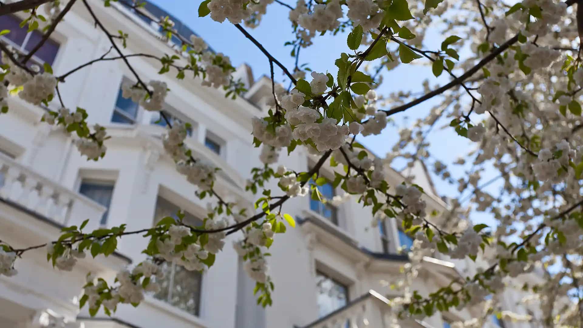 Tree blossom